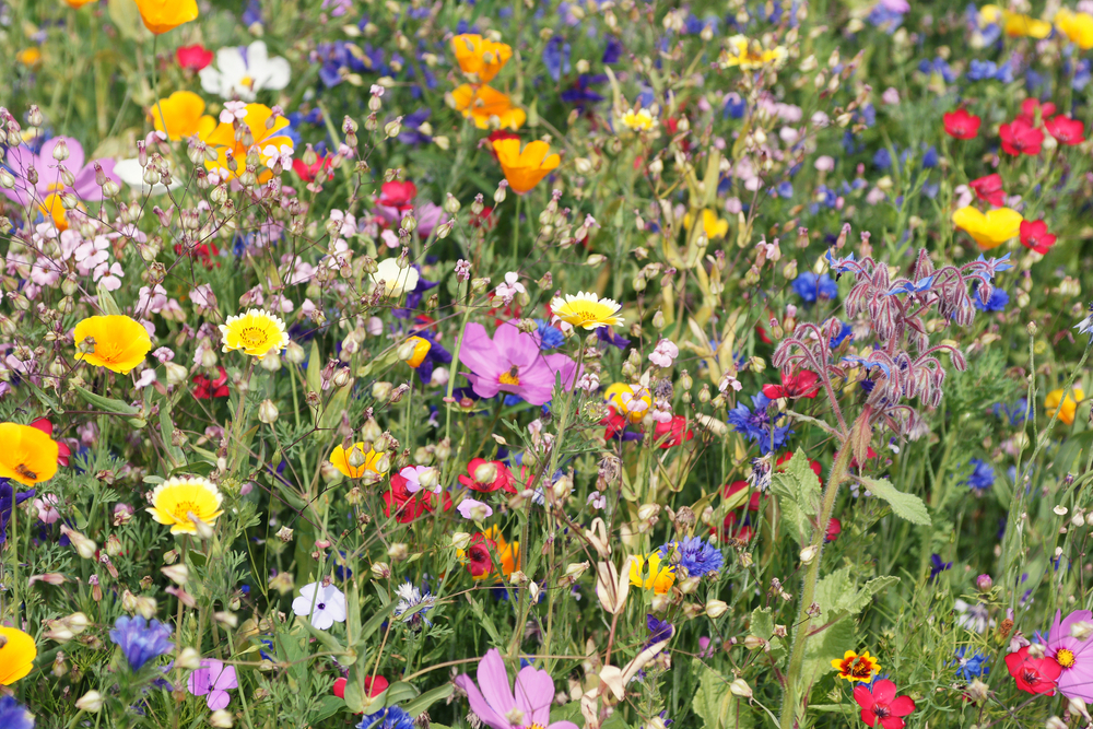 Beautiful,colorful,meadow,of,wild,flowers